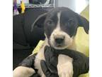 Adopt Gerbera a Pit Bull Terrier