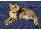 Adopt Eloise a Brown Tabby Domestic Shorthair (short coat) cat in Brainerd