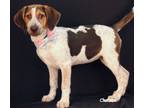 Adopt Finland a Tricolor (Tan/Brown & Black & White) Coonhound / Mixed dog in