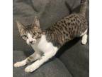 Adopt Baby Sav/ITF a Domestic Short Hair