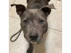Adopt Angelica/ITF a Pit Bull Terrier