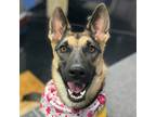 Adopt Esmeralda a Black German Shepherd Dog / Mixed dog in Bryan, TX (38479445)