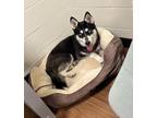 Adopt Sia a Black Husky / Mixed dog in Baton Rouge, LA (38273341)