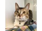 Adopt Anna a Domestic Short Hair