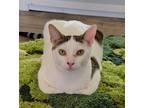 Adopt Starlight a White Domestic Shorthair / Domestic Shorthair / Mixed cat in