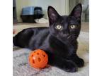 Adopt Ontario a All Black Domestic Shorthair / Mixed cat in Houston