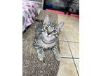 Adopt MARCUS - ADOPTED a Gray, Blue or Silver Tabby Domestic Shorthair (short