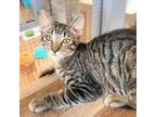 Adopt Alfredo Linguine 21 a Brown or Chocolate Domestic Shorthair / Mixed cat in