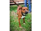 Adopt Graham a Red/Golden/Orange/Chestnut Mixed Breed (Large) / Mixed dog in