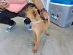 Adopt Baby a Black Mouth Cur, Mixed Breed