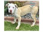 Adopt COH Sandy a Tan/Yellow/Fawn - with White Pit Bull Terrier / Mixed dog in