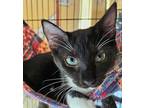 Adopt Groucho a All Black Domestic Shorthair / Domestic Shorthair / Mixed cat in