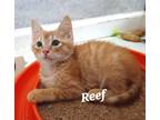 Adopt Reef a Orange or Red Domestic Shorthair / Domestic Shorthair / Mixed cat