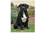 Adopt COH Carlando a Black Cane Corso / Mixed dog in Inglewood, CA (38322778)