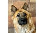 Adopt Momma a Chow Chow, Mixed Breed