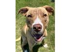 Adopt Peaches a Pit Bull Terrier, Mixed Breed