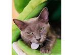 Adopt Roma (Pounce Cat Cafe) a Gray or Blue Domestic Shorthair / Domestic