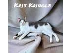 Adopt Kris Kringle a Domestic Shorthair / Mixed (short coat) cat in Nashville
