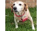 Adopt Gracie a Tan/Yellow/Fawn Beagle / Jack Russell Terrier / Mixed dog in