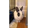 Adopt Allison a White Other/Unknown / Other/Unknown / Mixed rabbit in Montreal