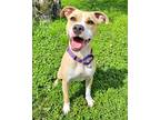 Adopt Streek a Mixed Breed (Medium) / Mixed dog in Fort Myers, FL (38459365)