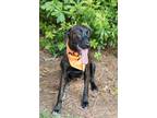 Adopt Holly a Brindle Plott Hound dog in Charleston, SC (38490735)