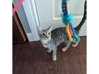 Adopt Old Gregg a Gray or Blue Domestic Shorthair / Mixed cat in Union