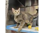 Adopt Sugar a Brown or Chocolate Domestic Shorthair / Mixed cat in Pittsburgh