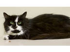 Adopt Mark a All Black Domestic Mediumhair / Domestic Shorthair / Mixed cat in