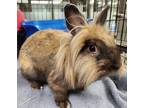 Adopt Gus (Bonded with Millie) a Blond/Golden American Fuzzy Lop / American