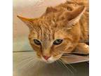 Adopt Fifi La Fume a Orange or Red Tabby Domestic Shorthair (short coat) cat in