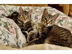 Adopt Zara and Zurk a Brown Tabby Domestic Shorthair (short coat) cat in Mission