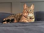 Adopt Roxi a Brown or Chocolate Bengal / Domestic Shorthair / Mixed cat in