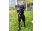 Adopt Vans a Black Labrador Retriever / Mixed dog in St. Catharines