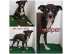 Adopt Trooper a Black Mixed Breed (Medium) / Mixed dog in Boaz, AL (38534869)