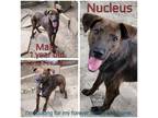 Adopt Nucleus a Brindle Mixed Breed (Medium) / Mixed dog in Boaz, AL (38509317)