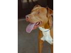 Adopt Andy a Tan/Yellow/Fawn American Pit Bull Terrier dog in Bronx