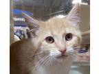 Adopt Meeko (Petsmart Peterborough) a Orange or Red American Shorthair /