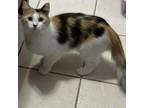 Adopt Mabel a Calico or Dilute Calico Domestic Shorthair / Mixed cat in ARIZONA