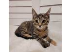 Adopt Maple a Tan or Fawn Tabby Domestic Shorthair (short coat) cat in Dorothy