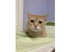 Adopt Gobstopper a Orange or Red Domestic Shorthair / Domestic Shorthair / Mixed