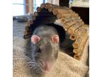 Adopt One Eyed Willie a Silver or Gray Rat / Mixed small animal in Kingston