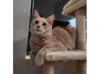 Adopt Henrik23 a Domestic Mediumhair / Mixed (medium coat) cat in Youngsville