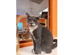 Adopt Frida a Domestic Shorthair / Mixed (short coat) cat in Fulton