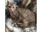 Adopt Mama a Gray or Blue Domestic Shorthair / Mixed cat in Union, MO (38522590)