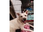 Adopt Henry a White German Shepherd Dog / American Pit Bull Terrier / Mixed dog