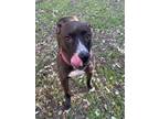 Adopt DIVA a American Staffordshire Terrier