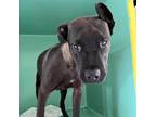 Adopt Norman a Gray/Silver/Salt & Pepper - with Black Mixed Breed (Medium) /