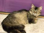 Adopt Gigi a Brown Tabby Domestic Longhair (long coat) cat in Byron Center