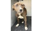 Adopt PRISCILLA a Plott Hound